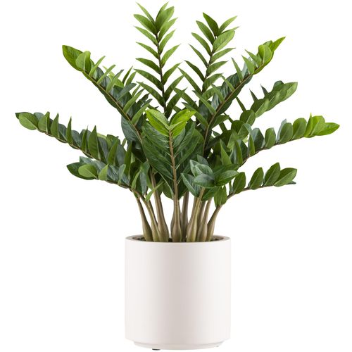 4064118241003 - Kunstpflanze CREATIV GREEN Zamifolia Kunstpflanzen Gr H 85 cm 1 St grün Künstliche Zimmerpflanzen im eleganten cremefarbenen Topf