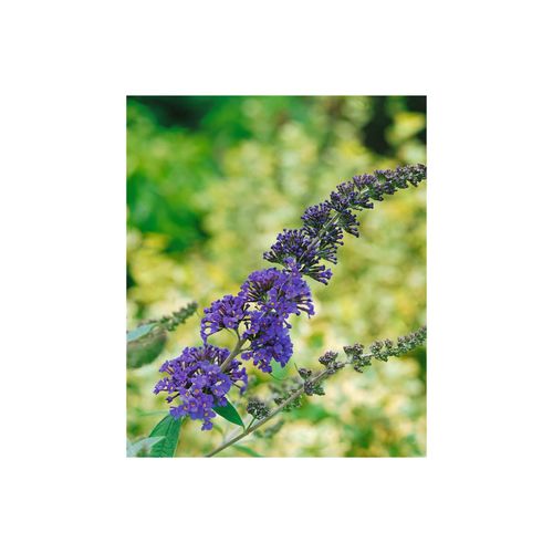 4063654272526 - Buddleja davidii Ellens Blue Schmetterlingsflieder blau 40–60 cm 4063654272526 - Buddleja davidii Ellens Blue Schmetterlingsflieder blau 40–60 cm