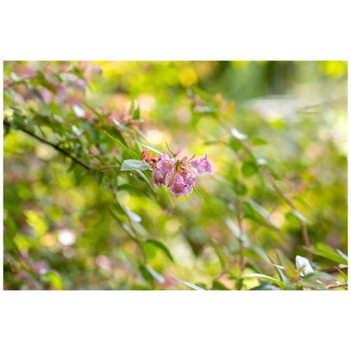 4063654314936 - Abelia Edward Goucher rosa Blüten 40-60 cm