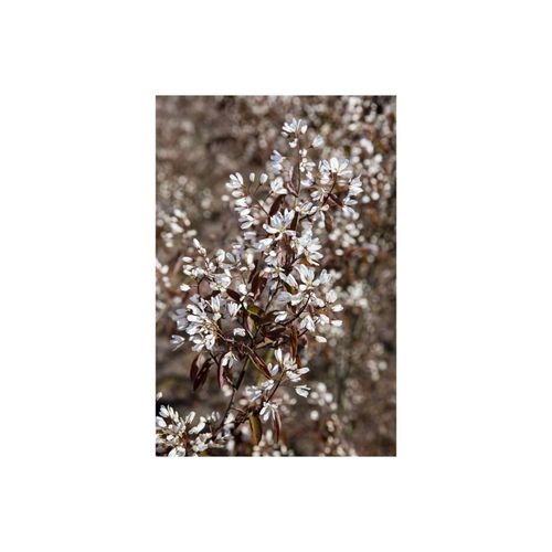 4063654326670 - Amelanchier Rainbow Pillar Felsenbirne 60–100 cm mehrfarbig 4063654326670 - Amelanchier Rainbow Pillar Felsenbirne 60–100 cm mehrfarbig