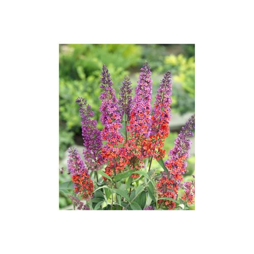 4063654269540 - Buddleja davidii Flower Power Schmetterlingsflieder bunt 40–60 cm
