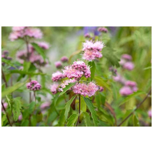 4063654227502 - Caryopteris clandonensis Pink Perfection ® Bartblume rosa 40–60 cm 4063654227502 - Caryopteris clandonensis Pink Perfection ® Bartblume rosa 40–60 cm