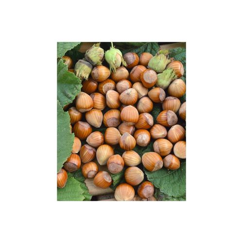 4063654243151 - Corylus avellana Wunder aus Bollweiler Haselnuss 60–100 cm