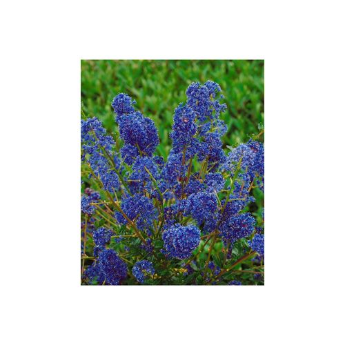 4063654341192 - Ceanothus Blue Sapphire Säckelblume blau 30–40 cm