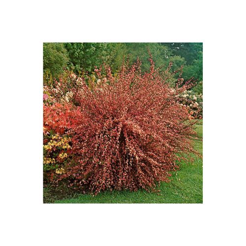4063654318989 - Cytisus praecox Hollandia Besenginster rosa Blüten 60 cm Stammhöhe 4063654318989 - Cytisus praecox Hollandia Besenginster rosa Blüten 60 cm Stammhöhe