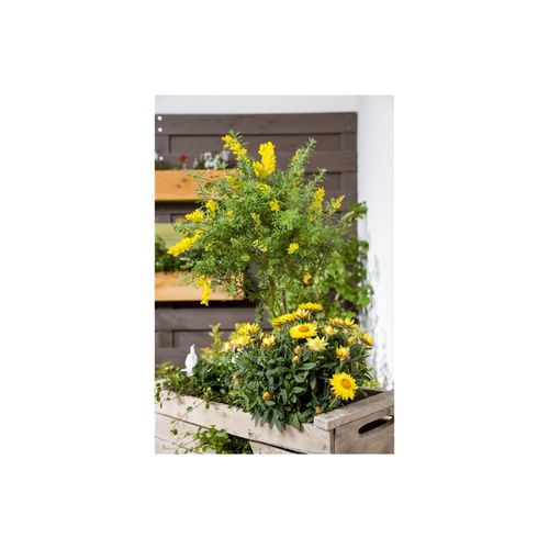 4063654318910 - Cytisus nigricans Cyni Schwarzginster gelb 40–60 cm