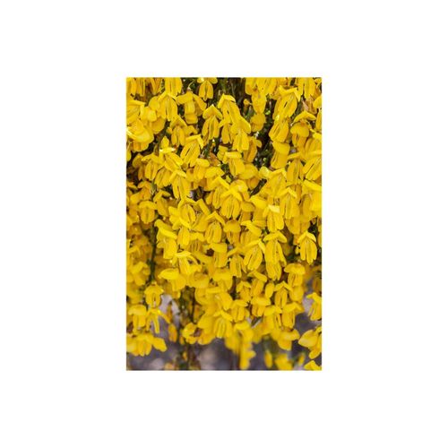4063654319184 - Cytisus scoparius Golden Sunlight Besenginster gelb 40–60 cm