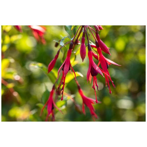 4063654232797 - Fuchsia magellanica Gracilis Fuchsie zweifarbig 30–40 cm