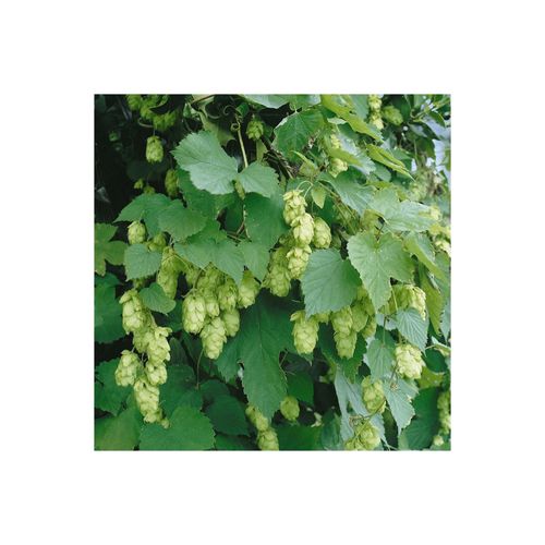 4063654008842 - Humulus lupulus Hallertauer Tradition Hopfen 40–60 cm