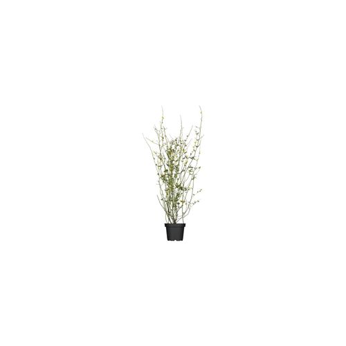 4063654222415 - Kerria japonica Pleniflora Ranunkelstrauch gelb 60–100 cm 4063654222415 - Kerria japonica Pleniflora Ranunkelstrauch gelb 60–100 cm