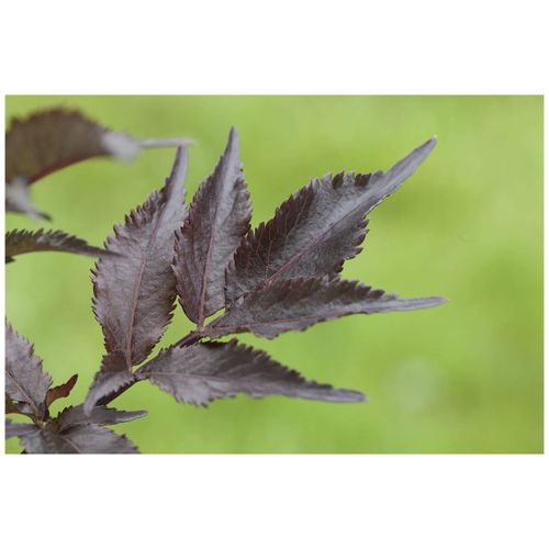 4063654226697 - Sambucus nigra Black Beauty Schwarzer Holunder dunkelviolett 60–100 cm
