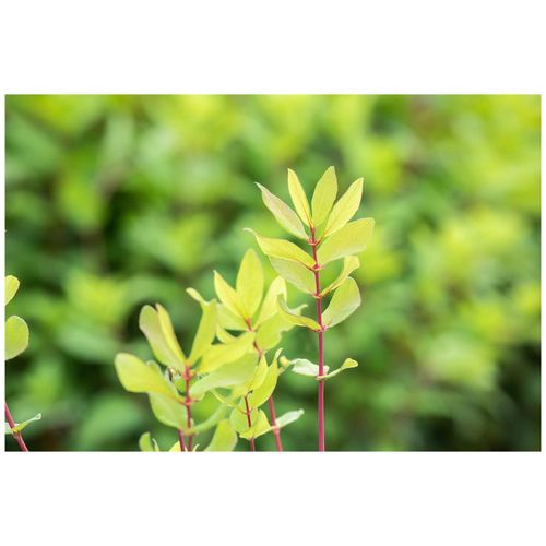 4063654800156 - Lonicera kamtschatica Honigbeere 40–60 cm winterhart