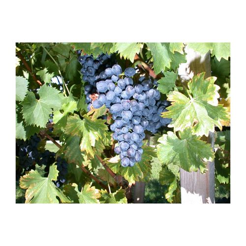 4063654283829 - Vitis vinifera Nero Weinrebe 80–100 cm dunkelblau