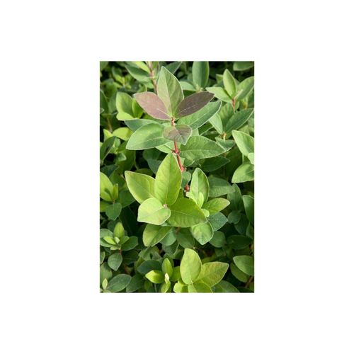 4063654260462 - Lonicera kamtschatica Blue Velvet -R- Honigbeere 30–40 cm