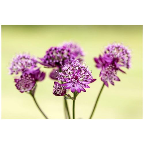 4063654289166 - Astrantia major Abbey Road Sterndolde dunkelrot ca 11x11 cm Topf