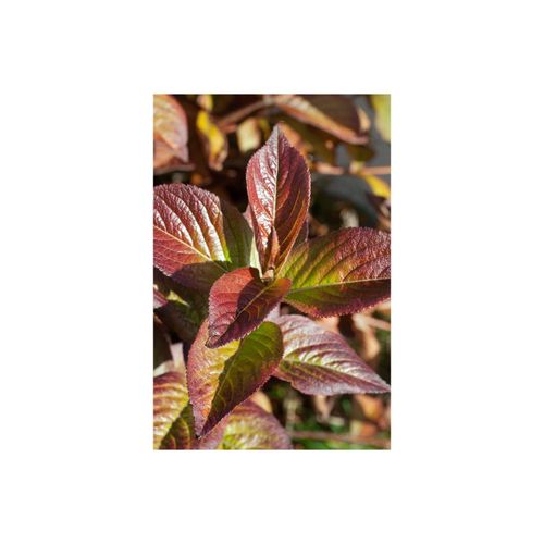 4063654232483 - Weigela florida Wings of Fire Weigelie feuerrot 40–60 cm 4063654232483 - Weigela florida Wings of Fire Weigelie feuerrot 40–60 cm
