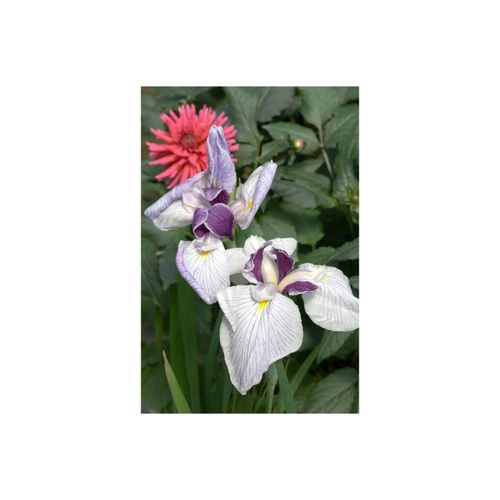 4063654300878 - Iris ensata Fortune Japanische Schwertlilie violett ca 9x9 cm Topf 4063654300878 - Iris ensata Fortune Japanische Schwertlilie violett ca 9x9 cm Topf