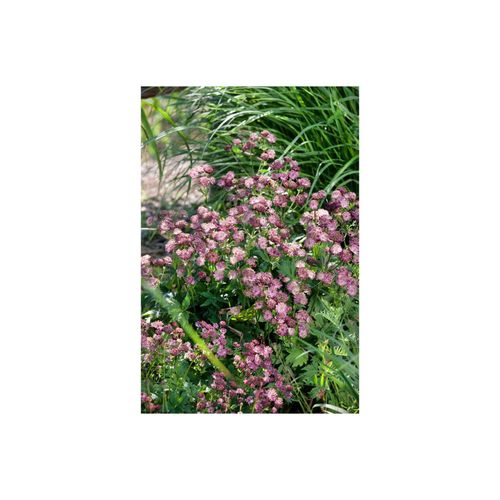 4063654289210 - Astrantia major Moulin Rouge Sterndolde dunkelrot ca 11x11 cm Topf
