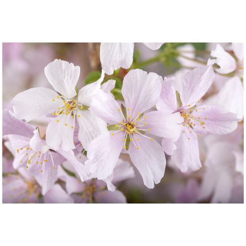 4063654023364 - Prunus kurilensis Brillant Zierkirsche rosa Blüten 60–80 cm