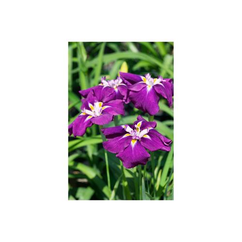 4063654300892 - Iris ensata Loyalty Japanische Schwertlilie violett ca 9x9 cm Topf