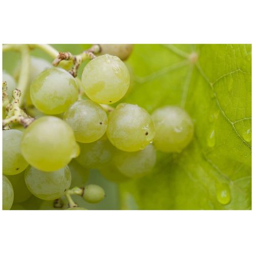 4063654282013 - Vitis vinifera Romulus Weinrebe 80–100 cm 4063654282013 - Vitis vinifera Romulus Weinrebe 80–100 cm