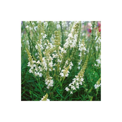 4063654303084 - Linaria purpurea Alba weiße Leinkraut ca 9x9 cm Topf