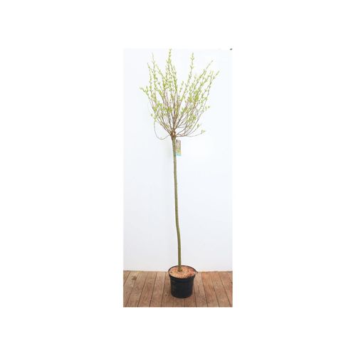 4063654239062 - Salix integra Hakuro Nishiki Harlekinweide rosa-weiß 125 cm Stammhöhe 4063654239062 - Salix integra Hakuro Nishiki Harlekinweide rosa-weiß 125 cm Stammhöhe