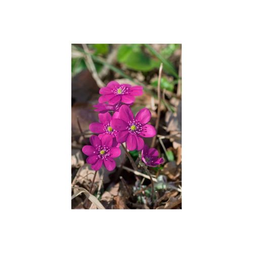 4063654299219 - Hepatica nobilis frubra Leberblümchen rot ca 9x9 cm Topf 4063654299219 - Hepatica nobilis frubra Leberblümchen rot ca 9x9 cm Topf