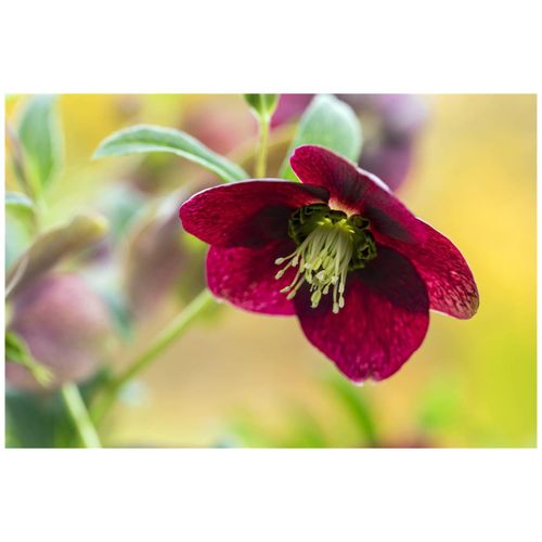 4063654298410 - Helleborus x orientalis rot ca 9x9 cm Topf