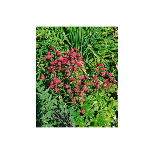 4063654289272 - Astrantia major Ruby Wedding Sterndolde dunkelrot ca 9x9 cm Topf