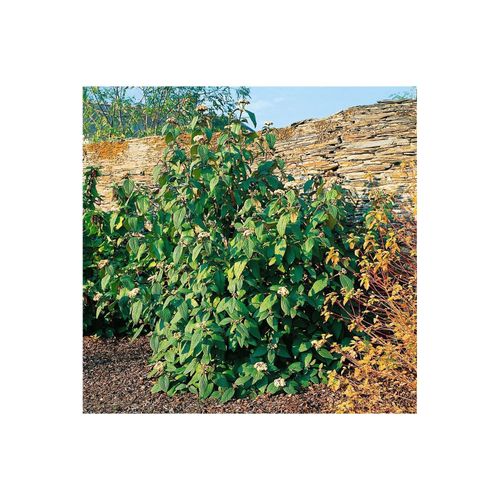 4063654234685 - Viburnum rhytidophylloides Willowwood 60–80 cm immergrün