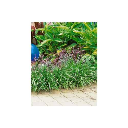 4063654303183 - Liriope muscari Evergreen Giant lilablau ca 9x9 cm Topf