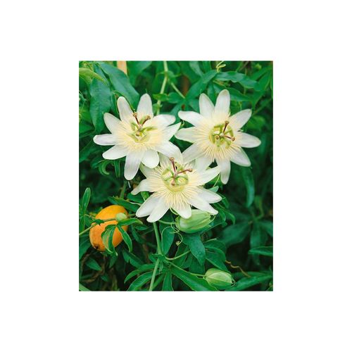 4063654800019 - Passiflora caerulea Constance Elliot Passionsblume weiß 40–60 cm