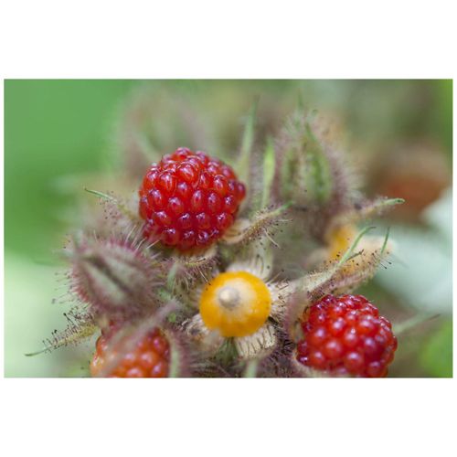 4063654003281 - Rubus phoenicolasius Japanische Weinbeere 30–40 cm