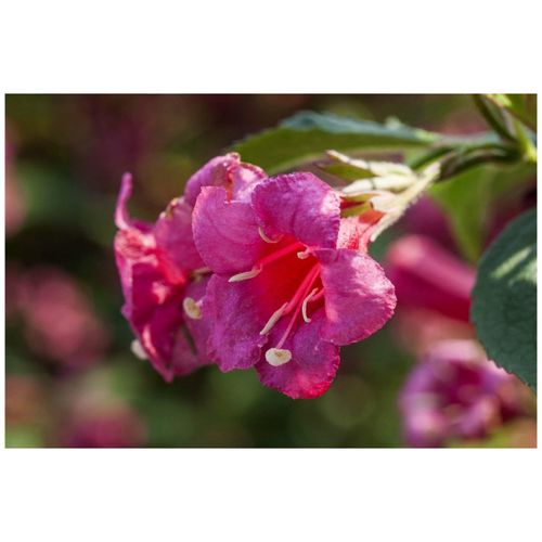 4063654227915 - Weigela Newport Red Weigelie leuchtend rot 40–60 cm
