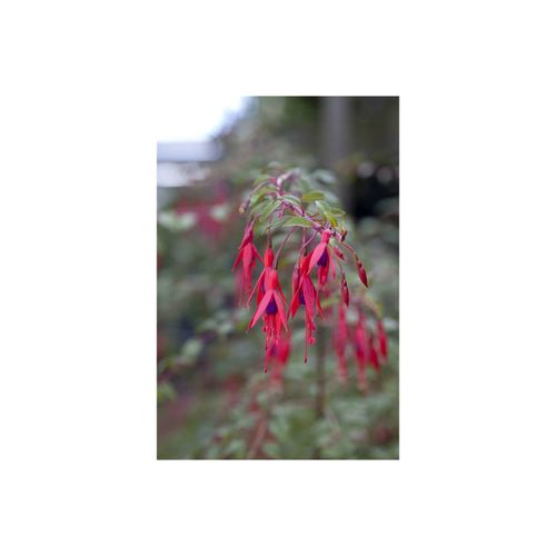 4063654819783 - Fuchsia magellanica Riccartonii winterhart rot-violett 30–40 cm