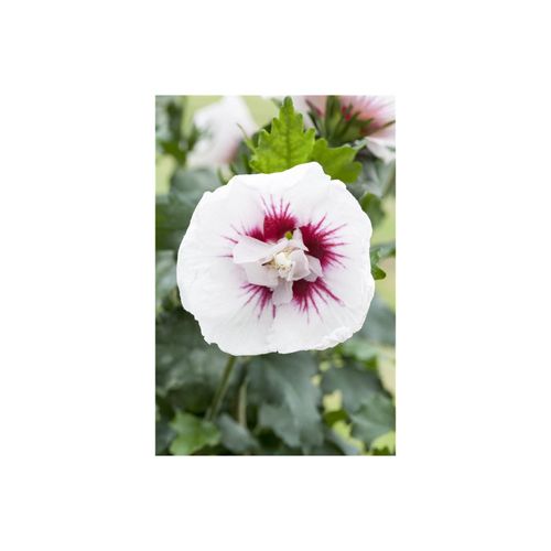 4063654815358 - Hibiscus syriacus Lady Stanley Roseneibisch rosa-weiß 60–80 cm 4063654815358 - Hibiscus syriacus Lady Stanley Roseneibisch rosa-weiß 60–80 cm