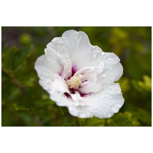 4063654813088 - Hibiscus syriacus Pinky Spot Roseneibisch rosa 80–100 cm