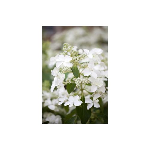 4063654808664 - Hydrangea paniculata Butterfly Rispenhortensie cremeweiß 40–60 cm 4063654808664 - Hydrangea paniculata Butterfly Rispenhortensie cremeweiß 40–60 cm