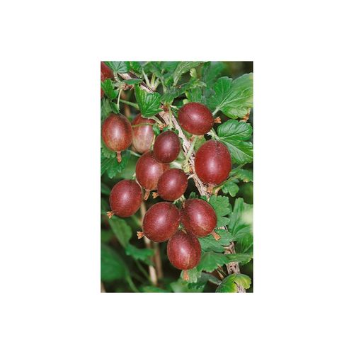 4063654820949 - Ribes uva-crispa Captivator Stachelbeere 30–40 cm