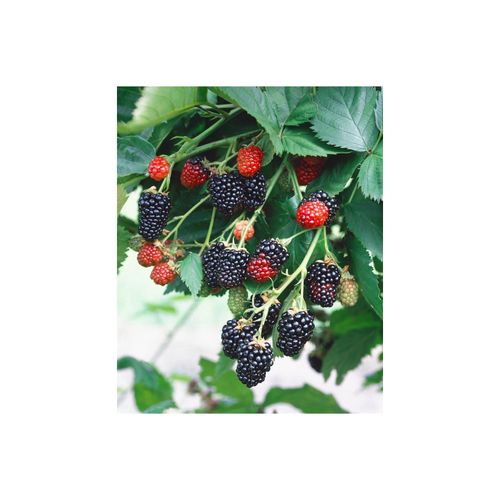 4063654821038 - Rubus fruticosus Triple Crown Brombeere dornenlos 30–40 cm 4063654821038 - Rubus fruticosus Triple Crown Brombeere dornenlos 30–40 cm