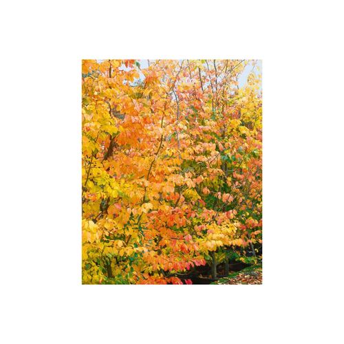 4063654812715 - Parrotia persica Eisenholzbaum 40–60 cm leuchtend rote Herbstfärbung