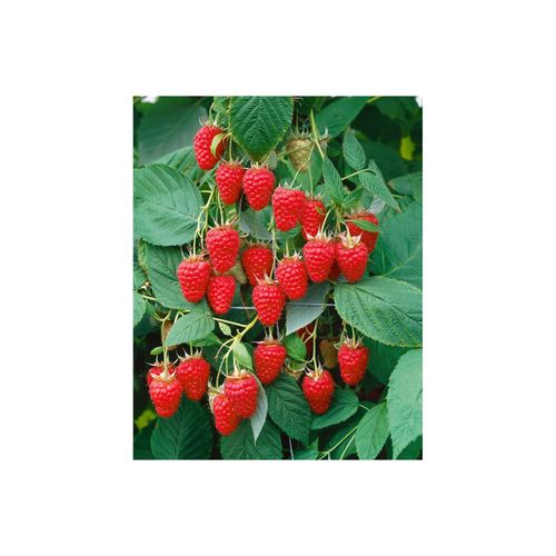 4063654821083 - Rubus idaeus Tulameen Himbeere 30–40 cm süß und aromatisch 4063654821083 - Rubus idaeus Tulameen Himbeere 30–40 cm süß und aromatisch