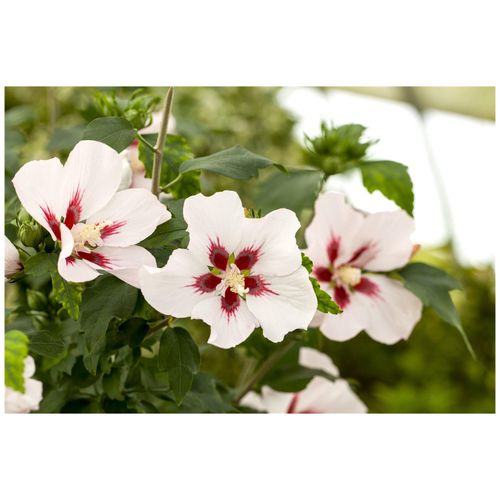 4063654812081 - Hibiscus syriacus Hamabo Roseneibisch rosa Blüten 80–100 cm 4063654812081 - Hibiscus syriacus Hamabo Roseneibisch rosa Blüten 80–100 cm