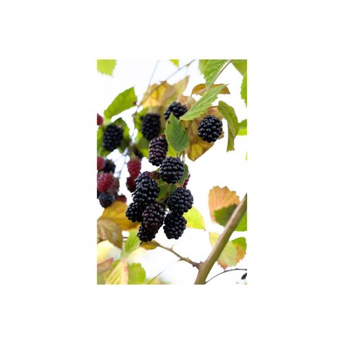 4063654820994 - Rubus fruticosus Navaho -R- Brombeere dornenlos 30–40 cm