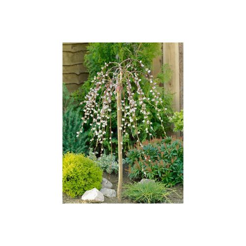 4063654826187 - Salix caprea Pendula Kätzchenweide hängend 150 cm Stammhöhe