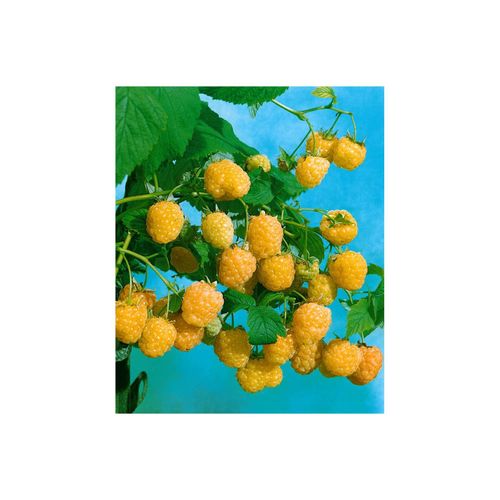 4063654821069 - Rubus idaeus Golden Everest Himbeere gelbfruchtig 30–40 cm