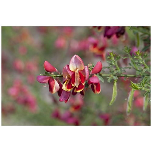 4063654849865 - Cytisus scoparius Criterion Besenginster gelb-rot 60–80 cm