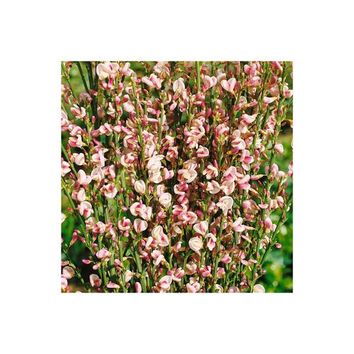 4063654849872 - Cytisus scoparius Dorothy Walpole Besenginster purpurrosa 60–80 cm 4063654849872 - Cytisus scoparius Dorothy Walpole Besenginster purpurrosa 60–80 cm
