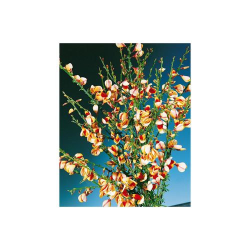 4063654849940 - Cytisus scoparius Liza Besenginster gelb-rot 60–80 cm